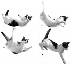 Veterinarians and biologists say that cats' remarkable ability to survive falls from great heights is a simple and predictable matter of physics, evolutionary biology, and physiology