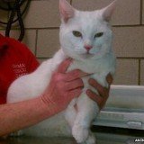 When workers with the Animal Rescue League examined Sugar, they found that she only had minor bruising on the lungs