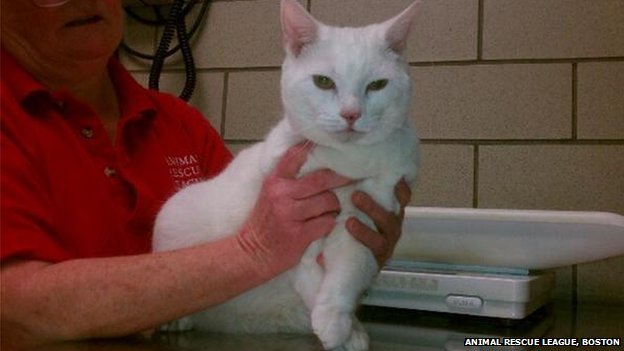 When workers with the Animal Rescue League examined Sugar, they found that she only had minor bruising on the lungs