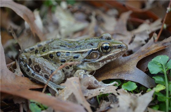 While new species are usually discovered in remote regions, this so-far unnamed type of leopard frog was first heard croaking on Staten Island
