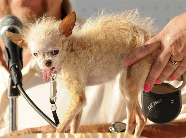 Yoda, the "world's ugliest dog", has died at 15