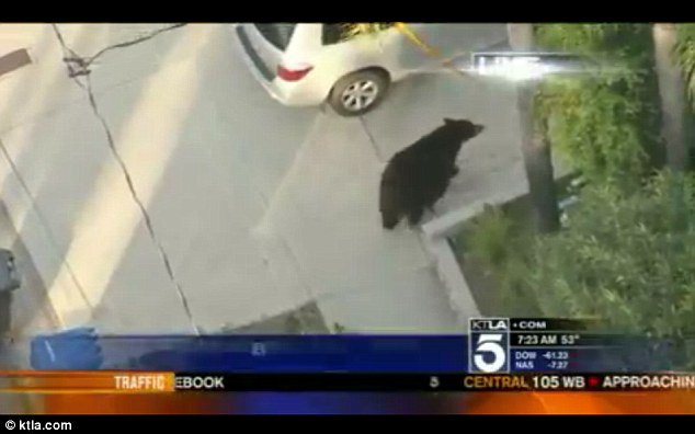 A TV helicopter crew in California managed to capture the image of a man who was using his mobile phone and walking into the path of a 500 lb black bear