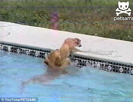 A golden retriever puppy was rescued from drowning into a backyard pool by its mother