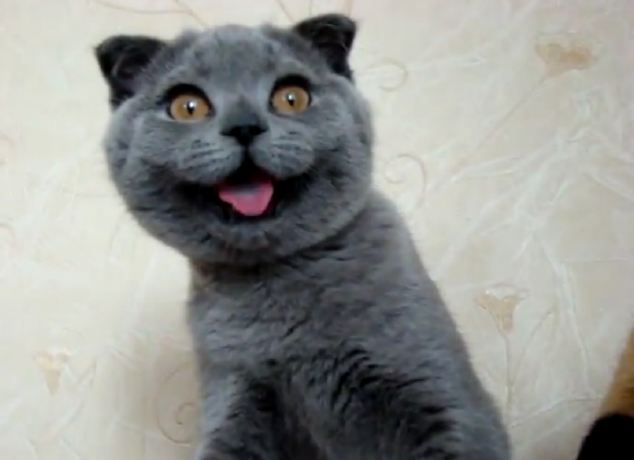 Ksenia, a Scottish Fold feline from Russia, is what thousands of internet users are calling the world's cutest cat