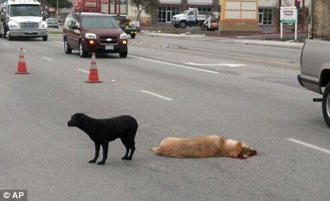 Maggie was videotaped as she guarded the body of a yellow Lab hit and killed by a car in Los Angeles