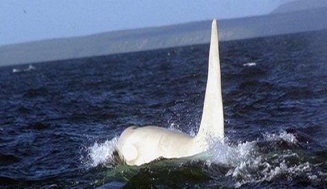 Russian scientists have made what they believe to be the first sighting of an adult white orca, also known as killer whale