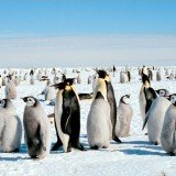 Scientists have discovered that nearly twice as many emperor penguins inhabit Antarctica as was previously thought