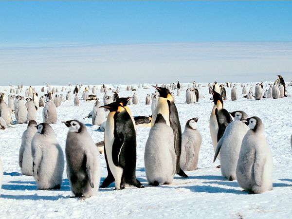 Scientists have discovered that nearly twice as many emperor penguins inhabit Antarctica as was previously thought