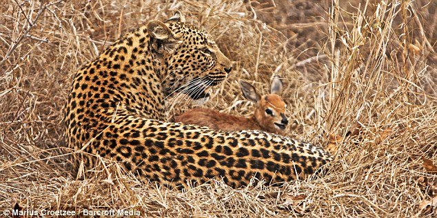 The apparently playful encounter between the leopard and the calf was captured by a safari guide in the Sabi Sand Game reserve