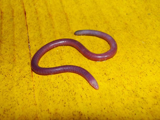 The creature, about 168 mm in length and pink in color, belongs to an enigmatic, limbless group of amphibians known as the caecilians
