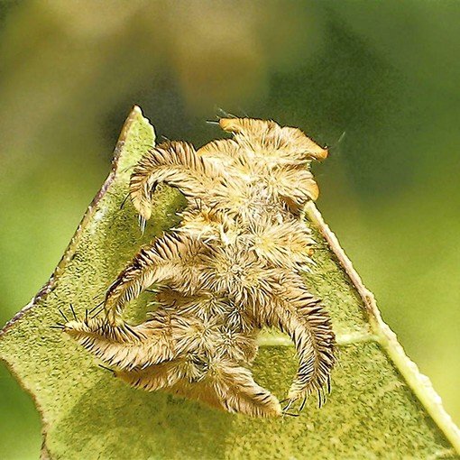 The venomous caterpillars use their spines to attack by projecting poison at potential enemies