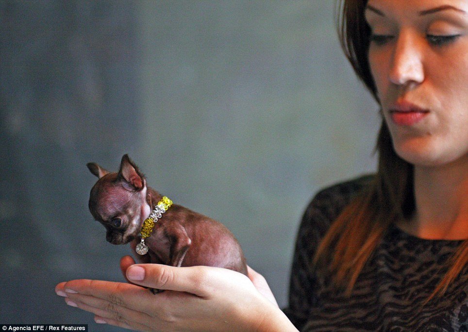 Tiny Puerto Rican chihuahua Milly is set to be recognized as the world’s smallest dog