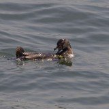 Escaped penguin 337 has since been spotted several times swimming in rivers running into Tokyo Bay, but had eluded keepers