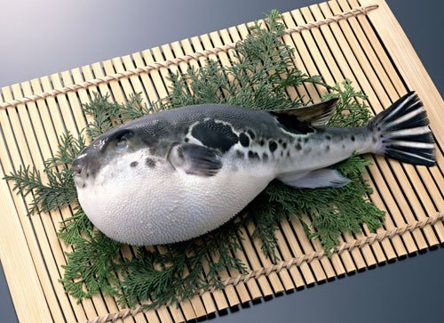 Fugu, or blowfish, a Japanese delicacy, is so poisonous that the smallest mistake in its preparation could be fatal