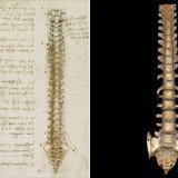 Leonardo da Vinci’ spinal column drawing is thought to be the first accurate depiction in history