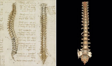 Leonardo da Vinci’ spinal column drawing is thought to be the first accurate depiction in history