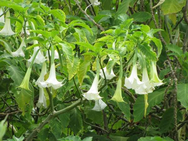 Scopolamine is made from the Borrachero tree (Brugmansia candida), which is very common in Colombia