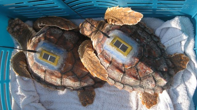 A Florida research team tracking the dispersal of hatchling loggerhead turtles has resorted to the nail salon to help fit tiny tags to the endangered creatures
