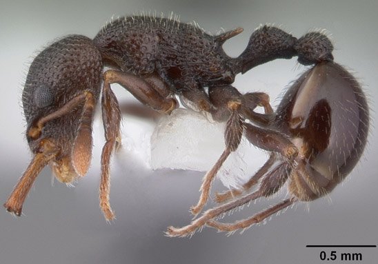 A US scientific team is embarking on a mission to capture a 3D image of every ant species known to science