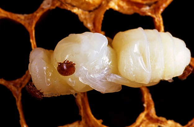 A team studying honeybees in Hawaii found that the Varroa mite helped spread a particularly nasty strain of a disease called deformed wing virus