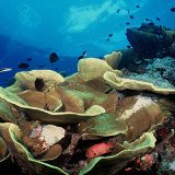Australia announces that it will create the world's largest network of marine parks ahead of the Rio+20 Earth Summit