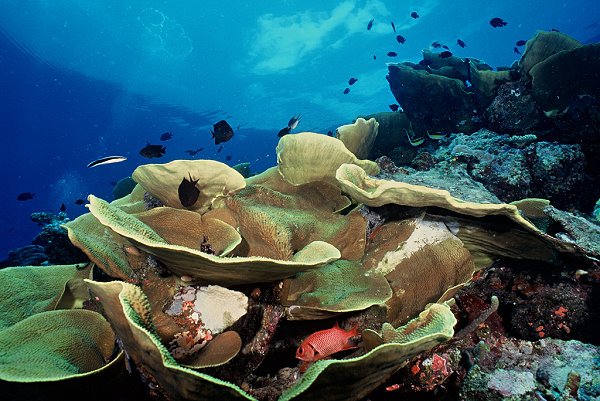 Australia announces that it will create the world's largest network of marine parks ahead of the Rio+20 Earth Summit