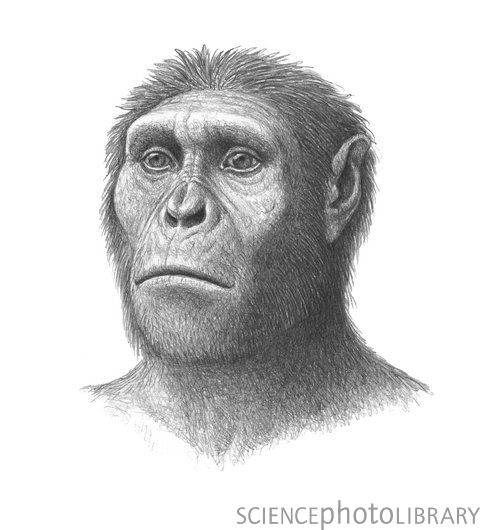 Australopithecus sediba, an early relative of humans, chewed on bark and leaves