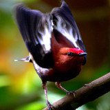 Dr. Kim Bostwick was the first to decode the mechanism behind the Manakin's unique sound, revealing a new kind of birdsong