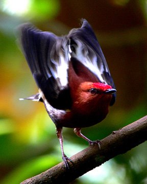 Dr. Kim Bostwick was the first to decode the mechanism behind the Manakin's unique sound, revealing a new kind of birdsong