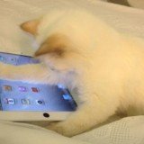 Karl Lagerfeld congratulated Choupette on her progress by posting a Twitter picture of her busy playing on the Apple device