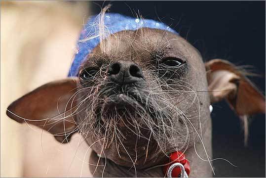 Mugly, an 8-year-old Chinese Crested, has won the rather unflattering title of Ugliest Dog in 2012