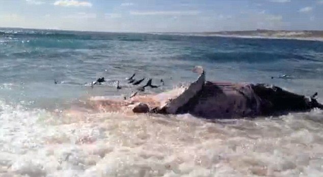Rachel Campbell and her friends filmed an amazing scene with more than 100 tiger sharks furiously feeding over the carcass of a dead whale on the beach near Warroora Station