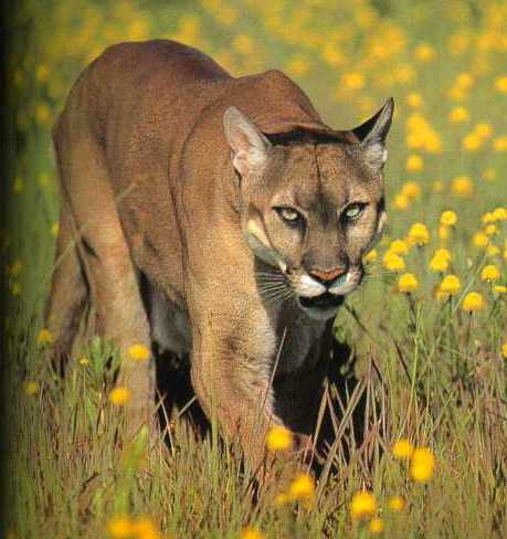 Scientists have announced that the American mountain lion or cougar is now re-populating US Midwest