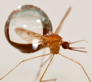 Scientists have found that mosquito's tiny, low-weight body, is the key to its ability to survive flying in the rain