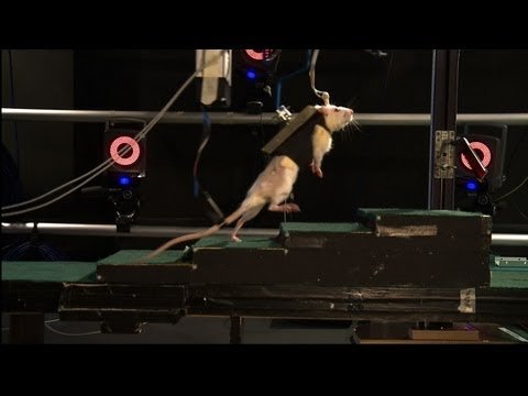 Scientists have shown that paralyzed rats have been able to walk again after their spinal cords were bathed in chemicals and zapped with electricity