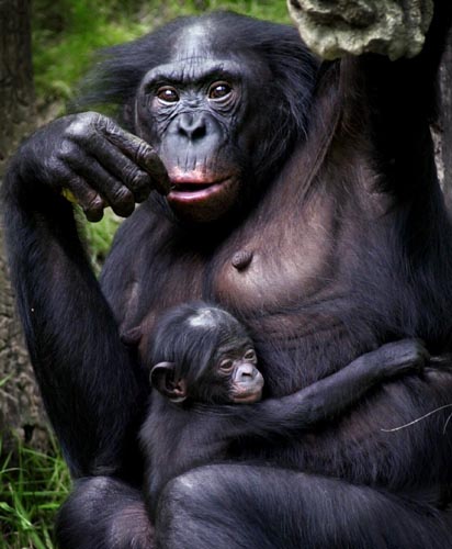 Scientists have succeeded to decode the bonobo genome, the biochemical instructions in the ape's cells that guide the building and maintenance of the animal's body