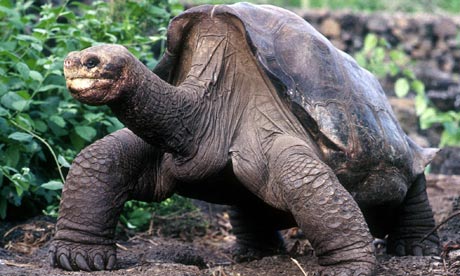 Staff at the Galapagos National Park in Ecuador has announced that Lonesome George, a giant tortoise believed to be the last of its subspecies, has died