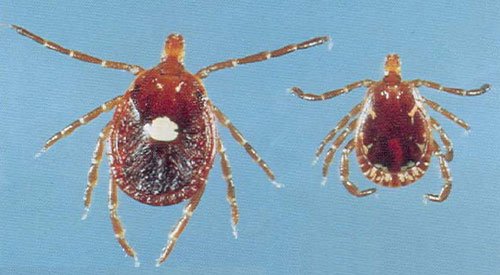 The lone star tick (Amblyomma Americanum) only causes a tiny little prick on your skin, but what follows next is a complete and potentially life-long, aversion to meat