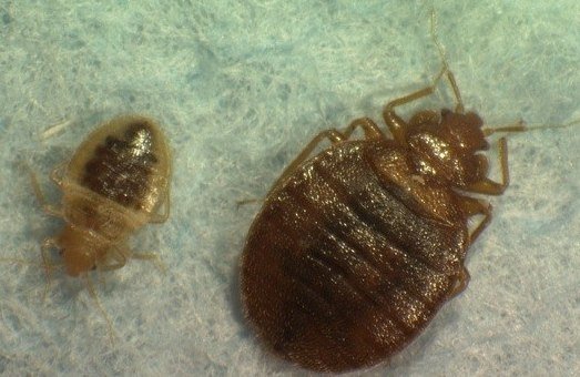 Bed Bugs close-up