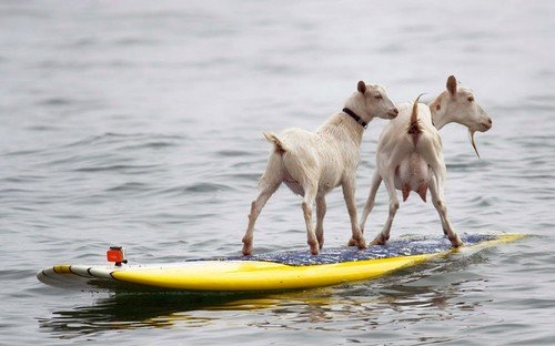 Beachgoers in California have been treated to the unusual sight of two goats surfing the waves