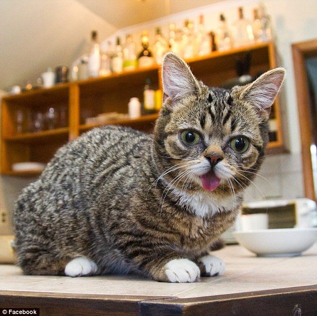 Bub the dwarf cat is the world's cutest kitten