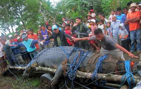 Lolong, the one-ton crocodile caught in Bunawan, Philippines, has been named the world’s largest saltwater crocodile in captivity