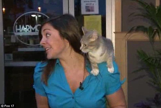 Nicole DiDonato did a live report on Thursday when a cat sneaked up from behind and jumped on the journalist's shoulder