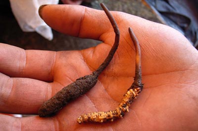Rare caterpillar fungus, dubbed Indian Viagra, is starting to transform local economies in the Himalayas