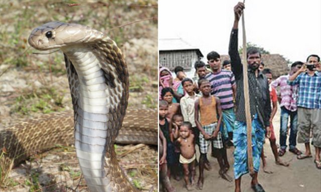 Mohammed Salmodin, a Nepali farmer who was bitten by a cobra in his rice paddy field, has killed the snake by repeatedly biting it in return