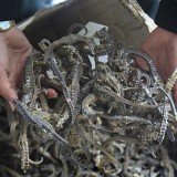 More than 16,000 dried seahorses which were to be exported illegally to Asian countries have been seized by police in Peru
