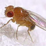 Scientists believe they have discovered a clue to why women tend to live longer than men by studying fruit flies