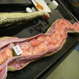 The giant Burmese python measuring 17 ft 7 in (5.18 m) and weighing 164 lbs (74 kg) was pregnant with 87 eggs