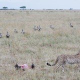 Two German tourists and two Kenyan pilots have been killed in a plane crash in Maasai Mara national park