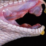 Venomous reptiles may provide a good source for new drugs for human diseases